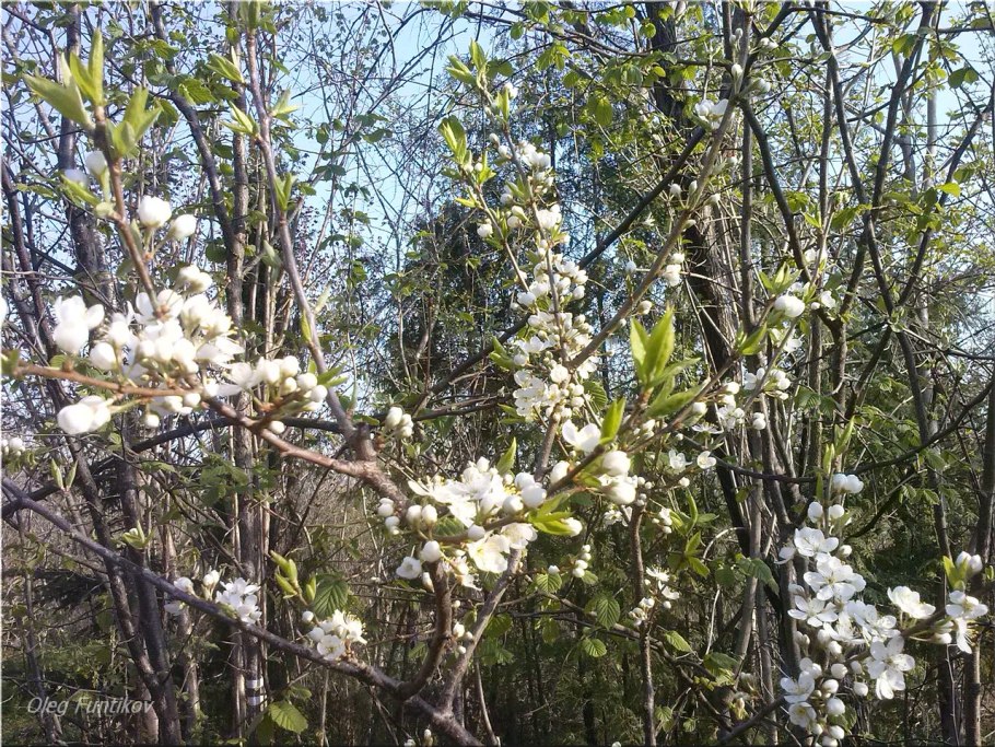 Слива сорт памяти Путова