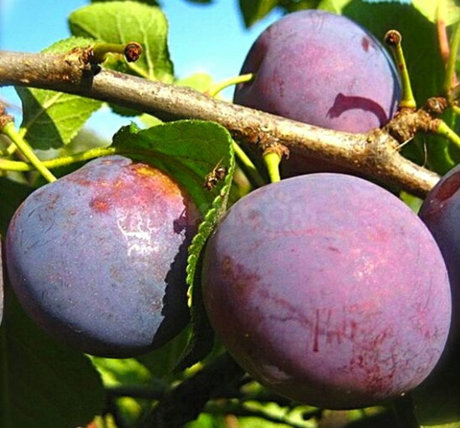 Слива растет