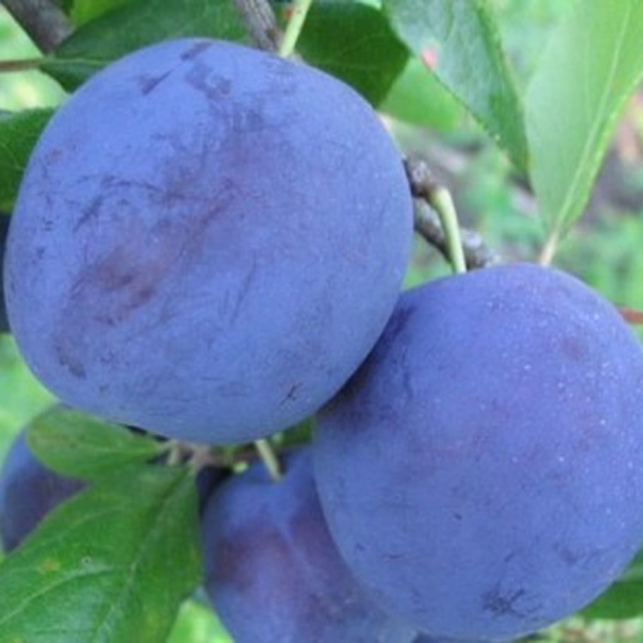 Китайская алыча