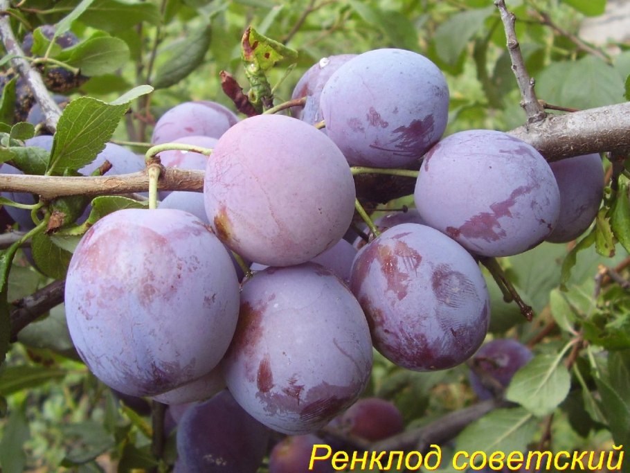 Сорт сливы Яхонтовая