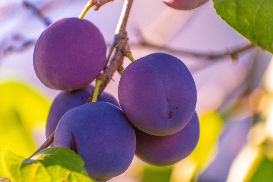 Слива Ренклод Мичуринский