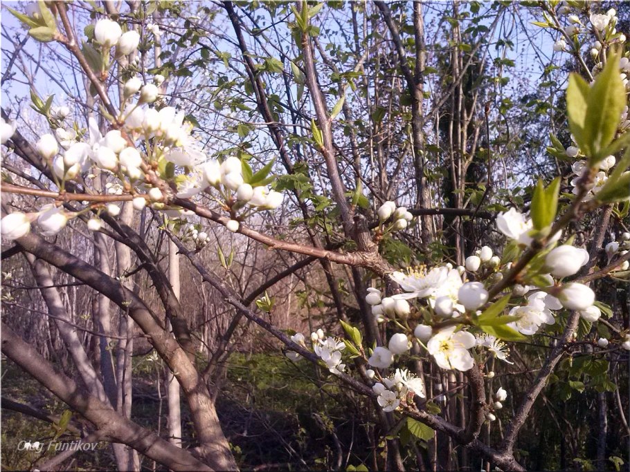 Слива Смолинка