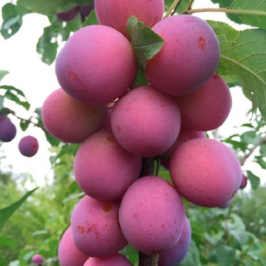 Слива Эмма Липперман