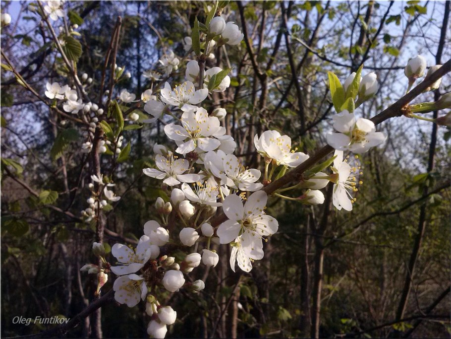 Слива колоновидная Блю Свит