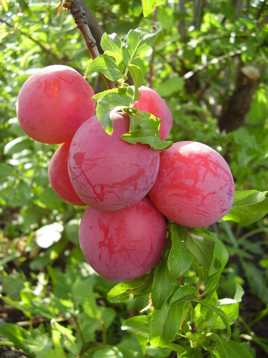 Слива сорт Стенлей