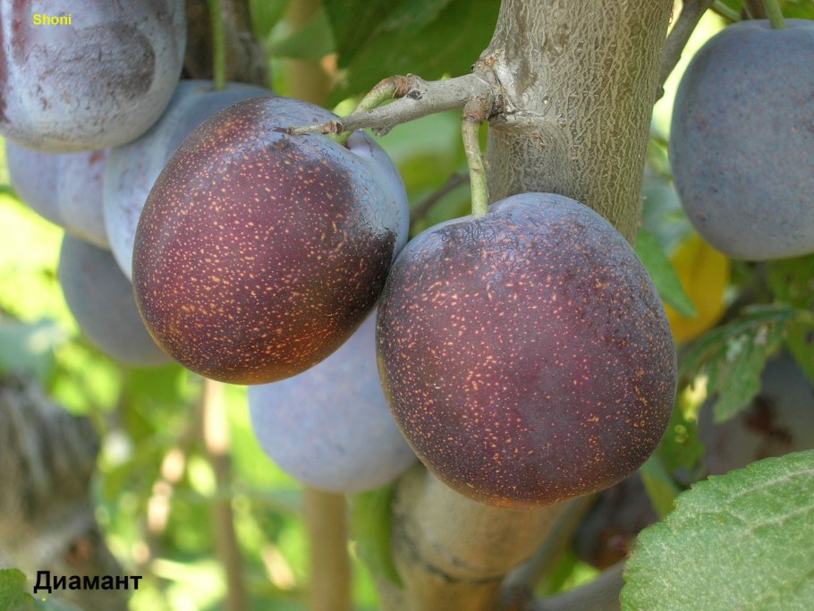 Слива Евразия 21