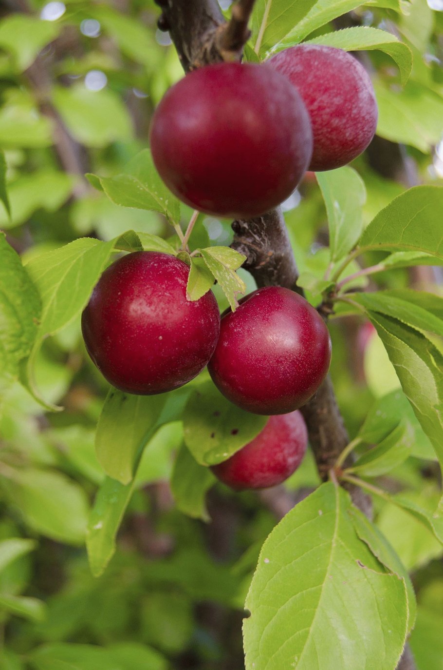 Слива Ренклод Тамбовский