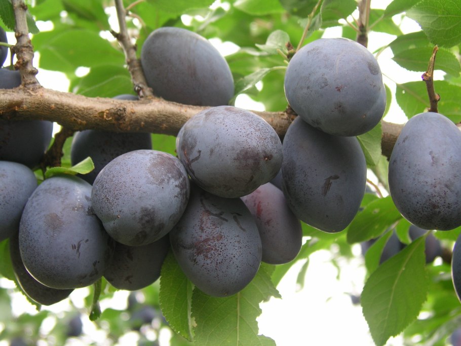 Слива Шершневская