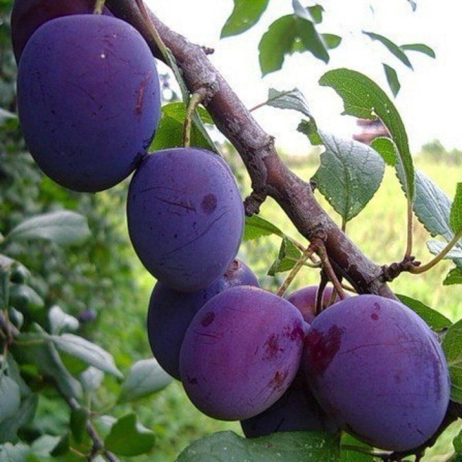 Алыча вишневидная