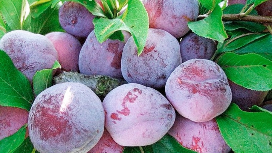 Слива Заречная ранняя