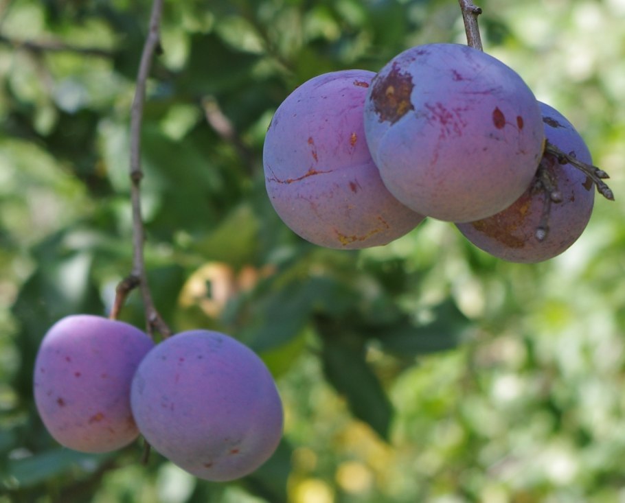 Сорт Ренклод Альтана