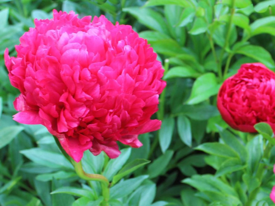 Пион Ито гибрид Чандлер