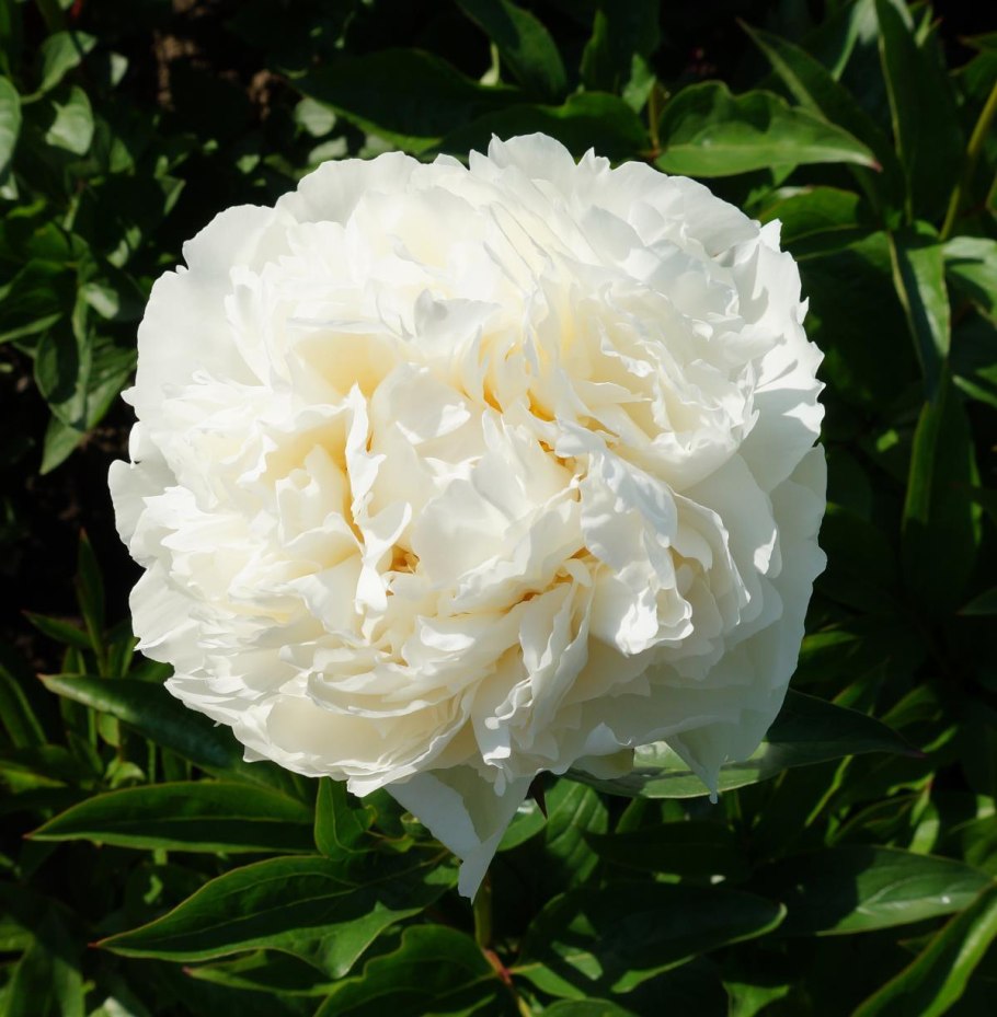 Пион похожий на фест арривал