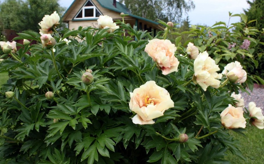 Корень древовидного пиона