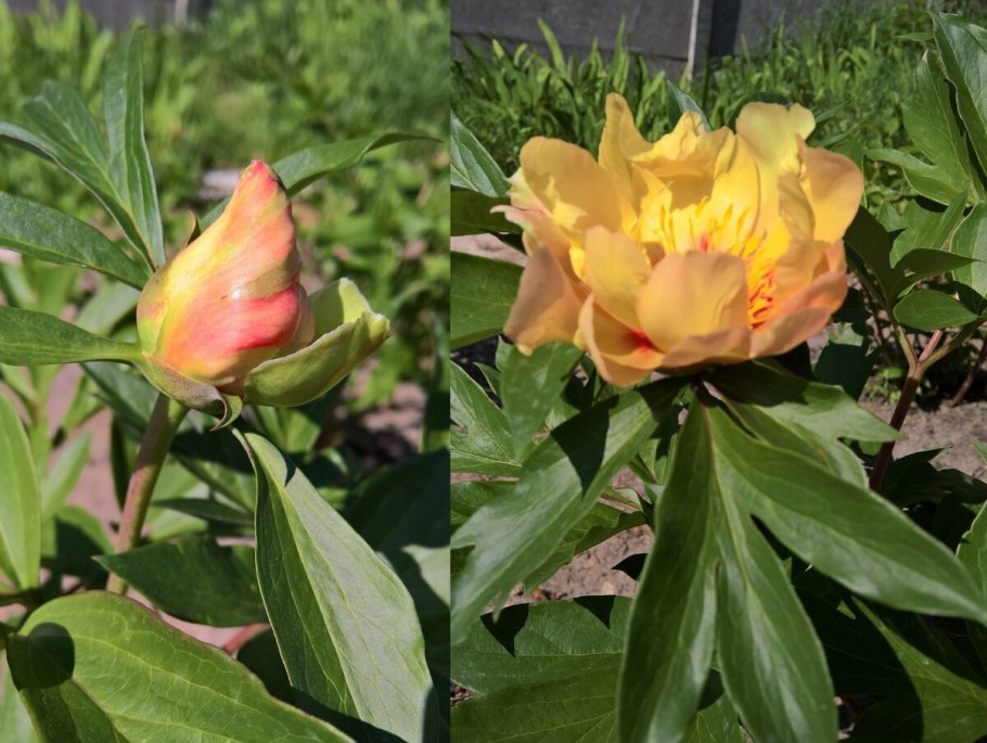 Пион Itoh Lollipop