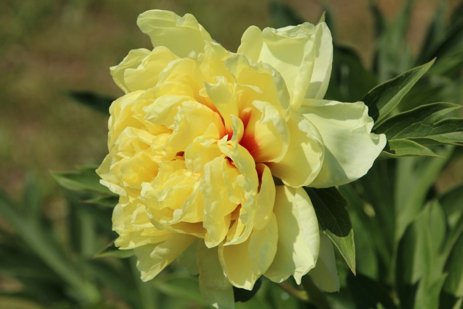 Обрезка древовидного пиона