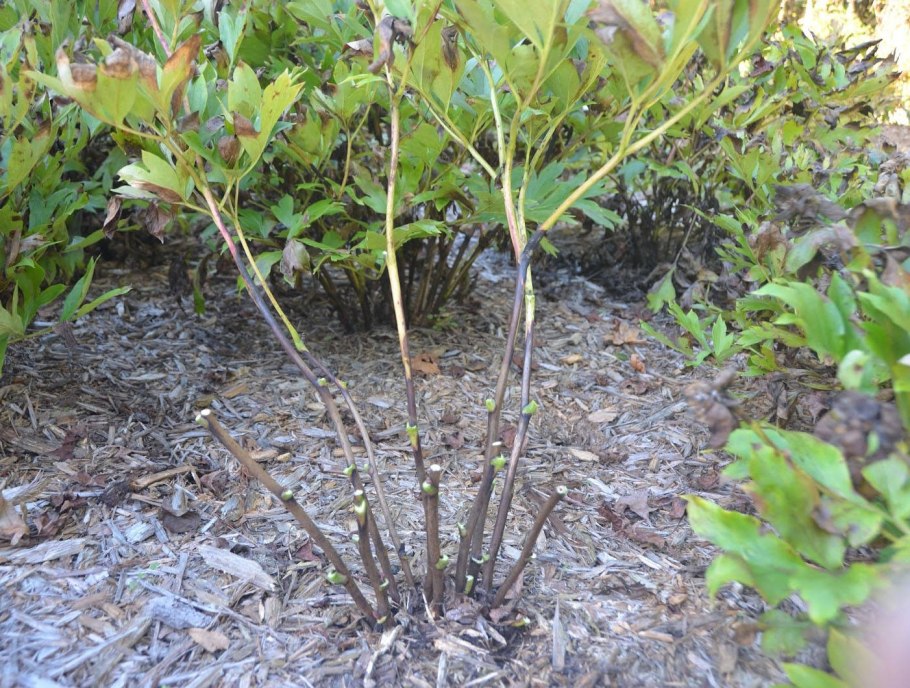 Укрытие пиона древовидного