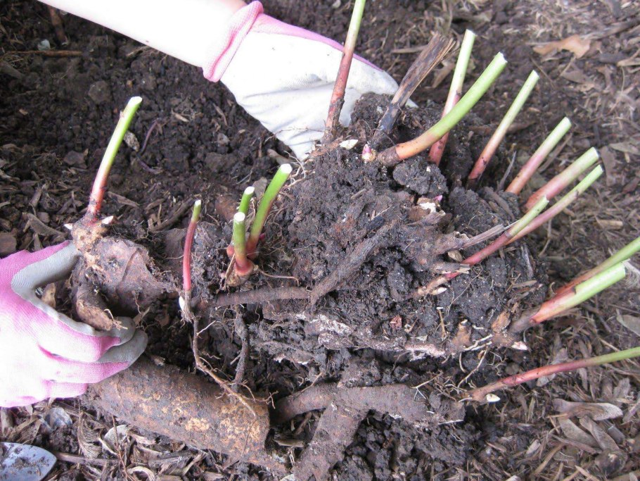 Пион древовидный old Rose Dandy