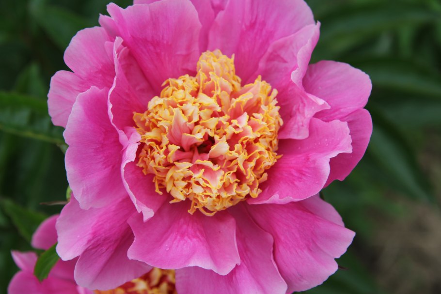 Пион Розелла