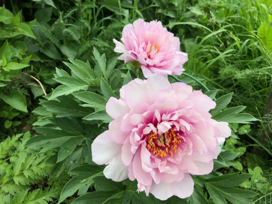 Пион Ито Бартзелла