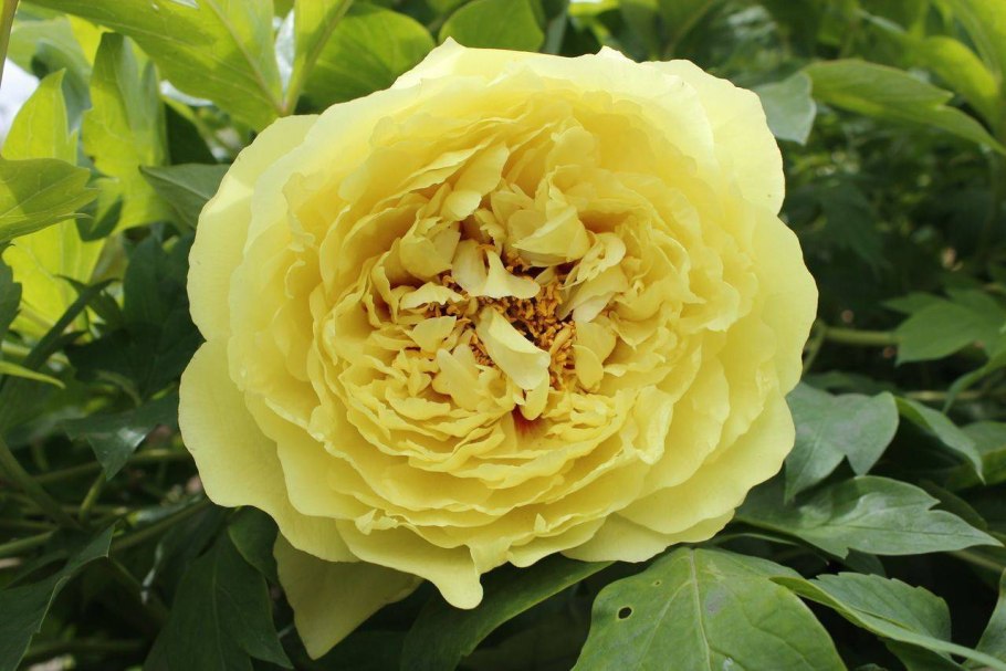 Пион Ито-гибрид Paeonia Itoh Cora Louise 2-3