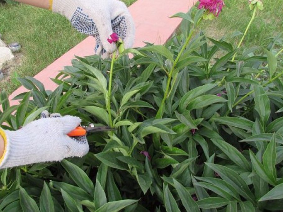 Пионы клубневые