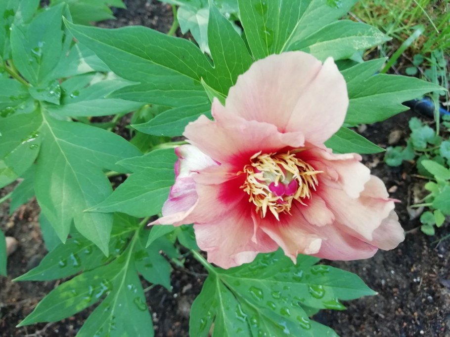 Пион фёрст арривал Ито