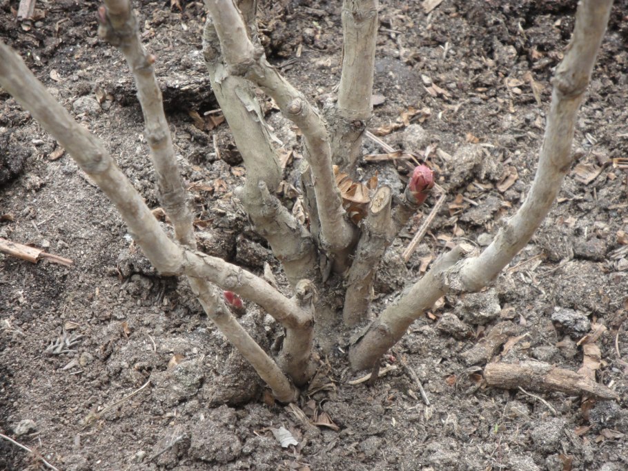 Пион Oochigeas Itoh