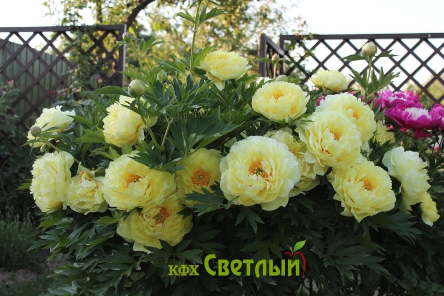 Пион Ито-гибрид Прейри Чарм с5