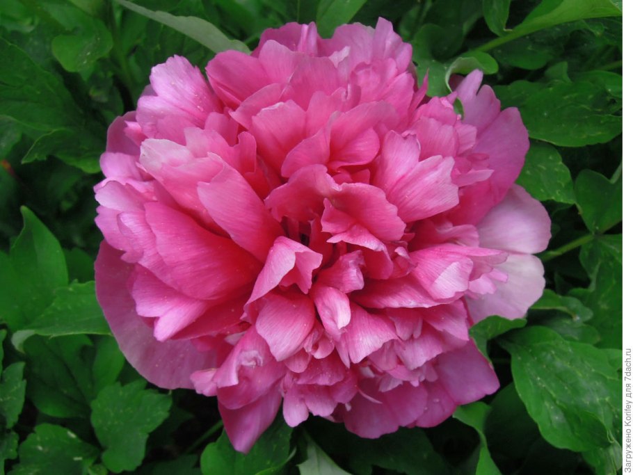 Пион морнинг Лилак Ито