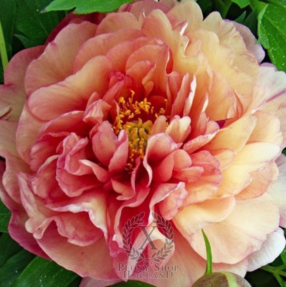 Пион Itoh Scarlet Heaven