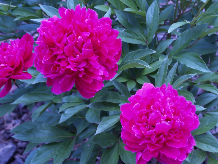 Пион first arrival