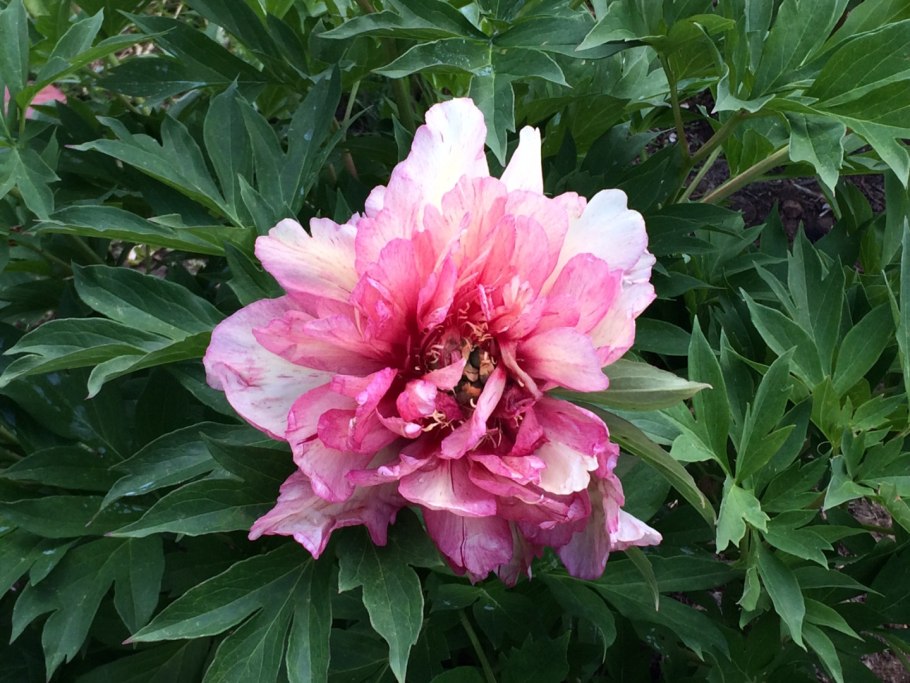 Пионы отцвели