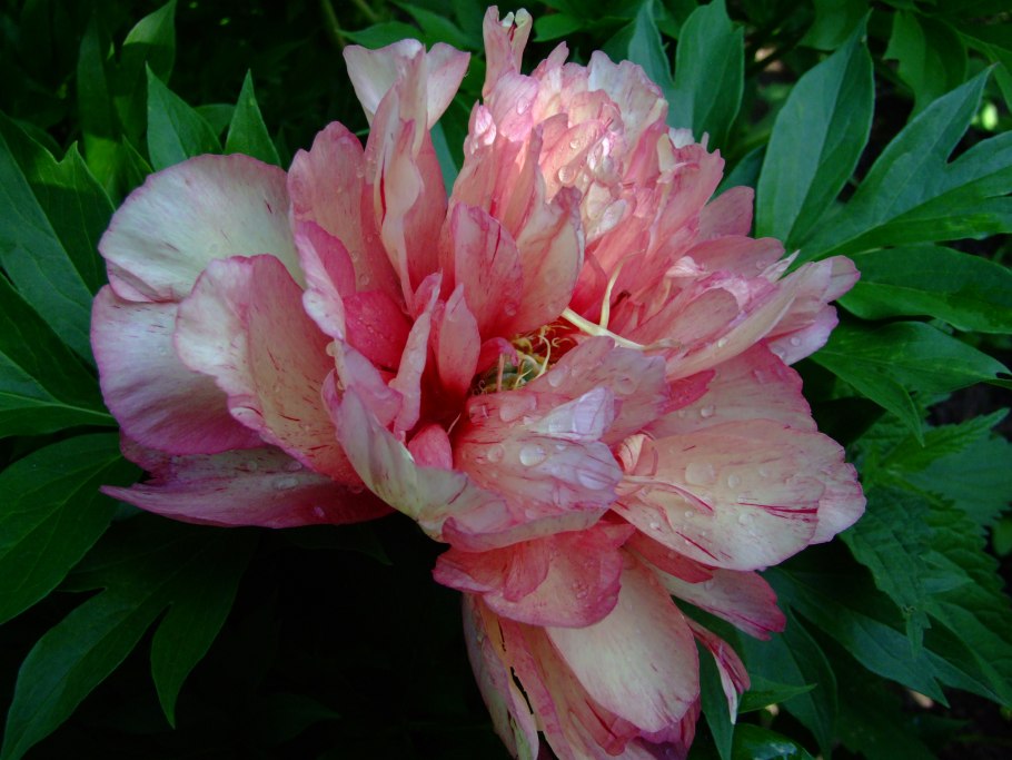 Little Darlin ~ Itoh Hybrid пион