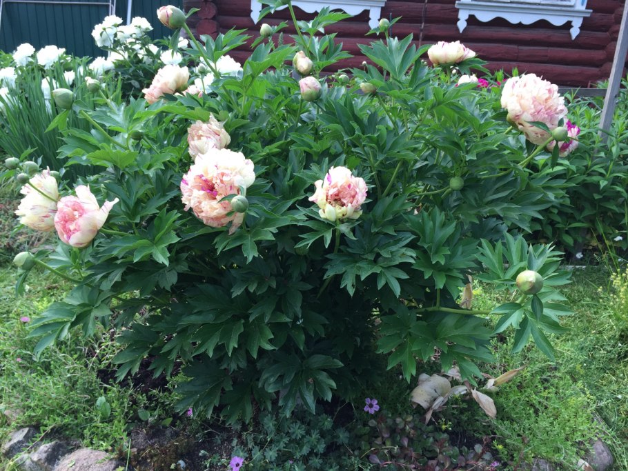 Пион гибридный