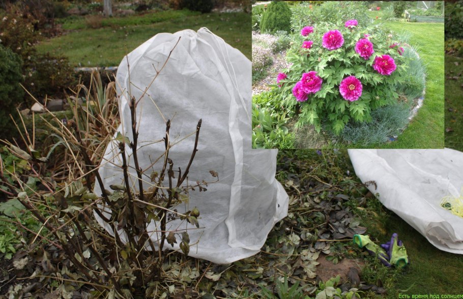 Пион древовидный suffruticosa