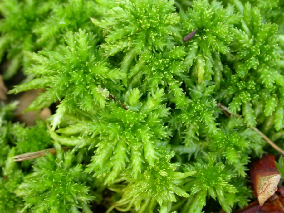 Солнечный лишайники фото