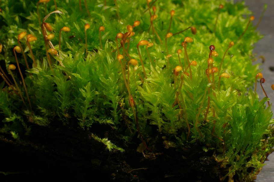 Неккера перистая (Neckera pennata)