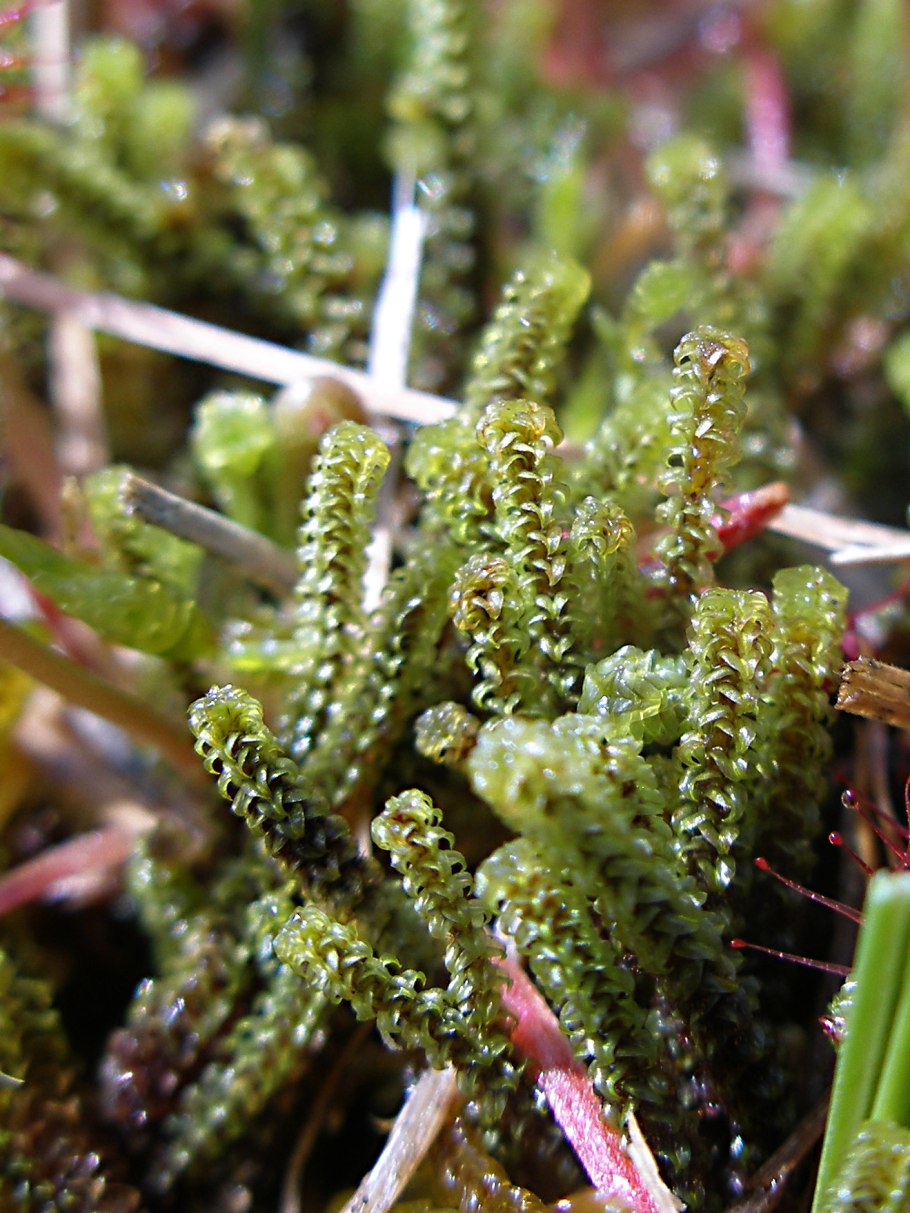 Мох , ритидиадельфус