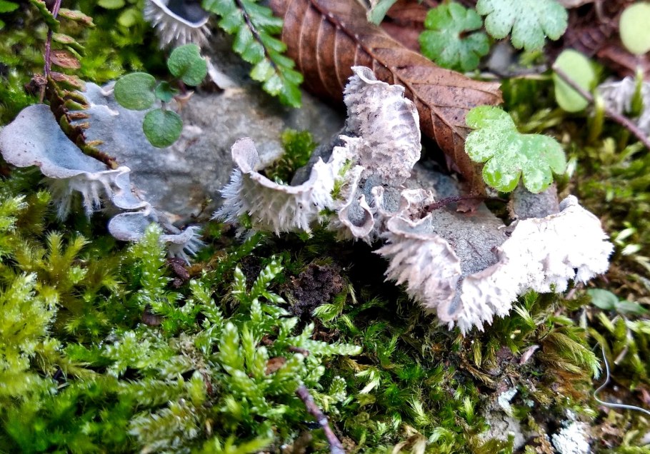 Дикранум скопариум