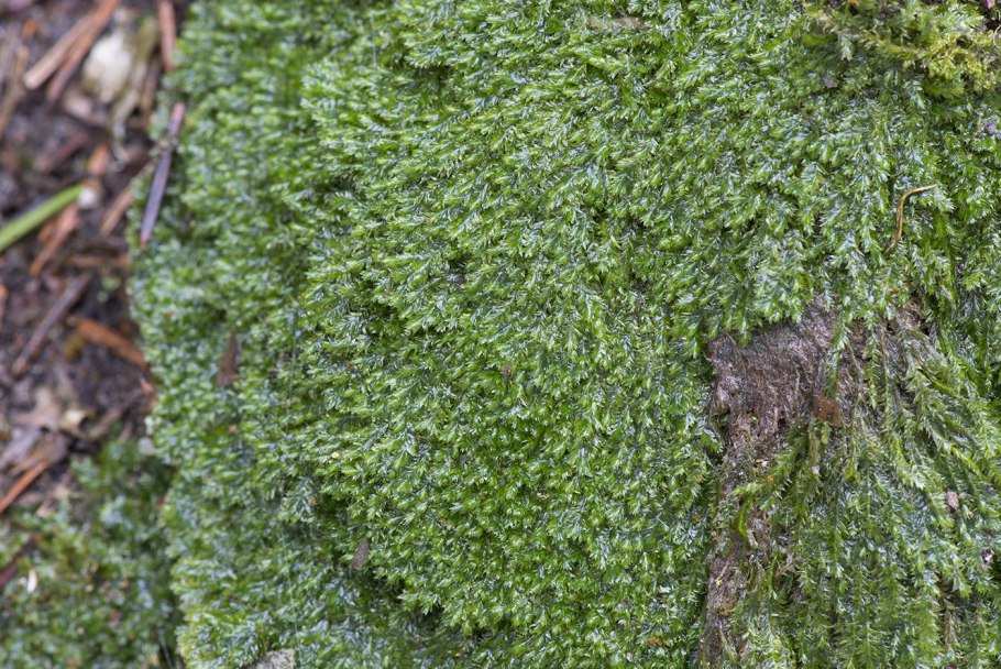 Anomodon longifolius