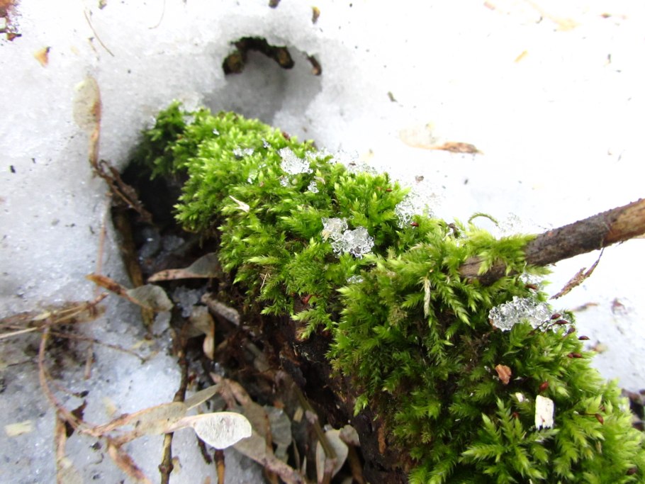 Заросток плауна