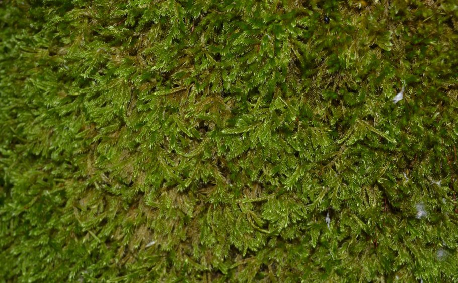 Мох туидиум