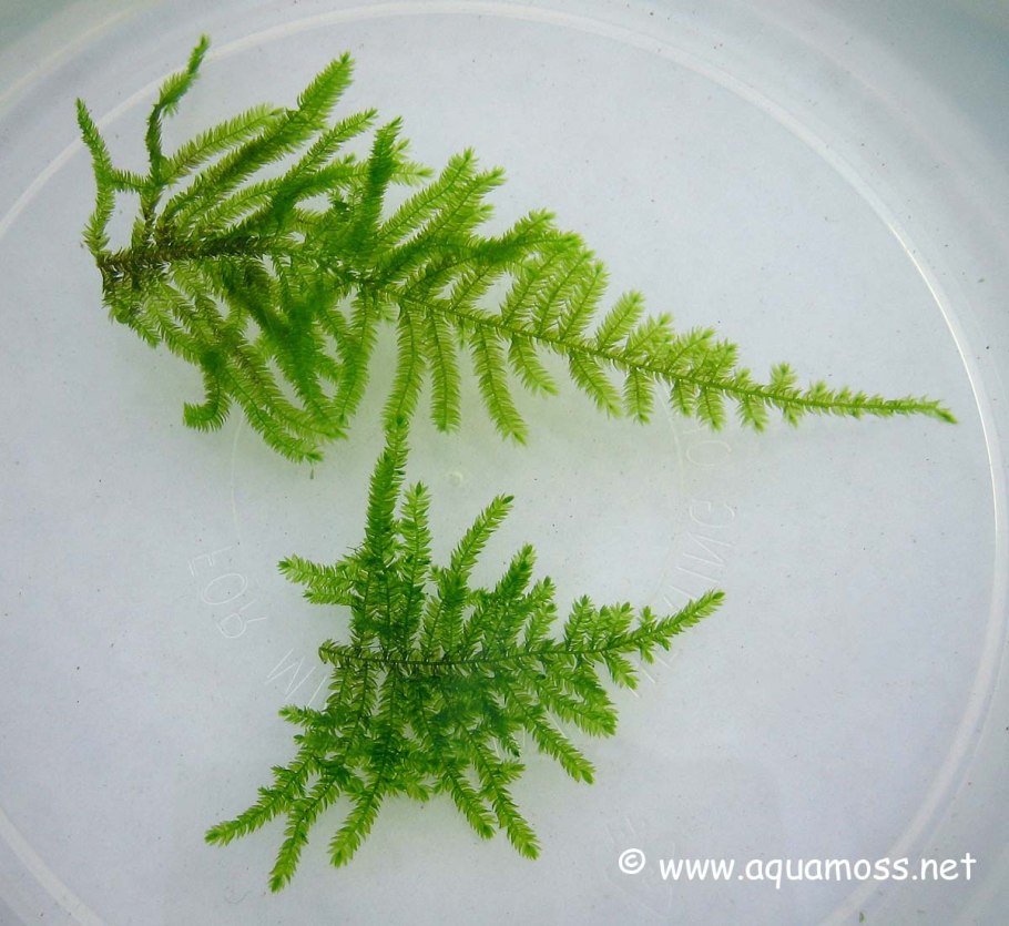 Самые необычные мхи