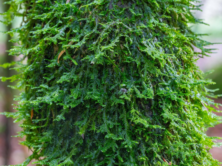 Неупогон лишайник