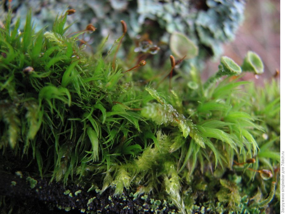 Брахитециум мох