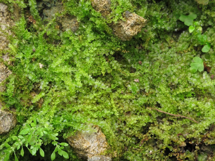 Аэрофитон водоросли