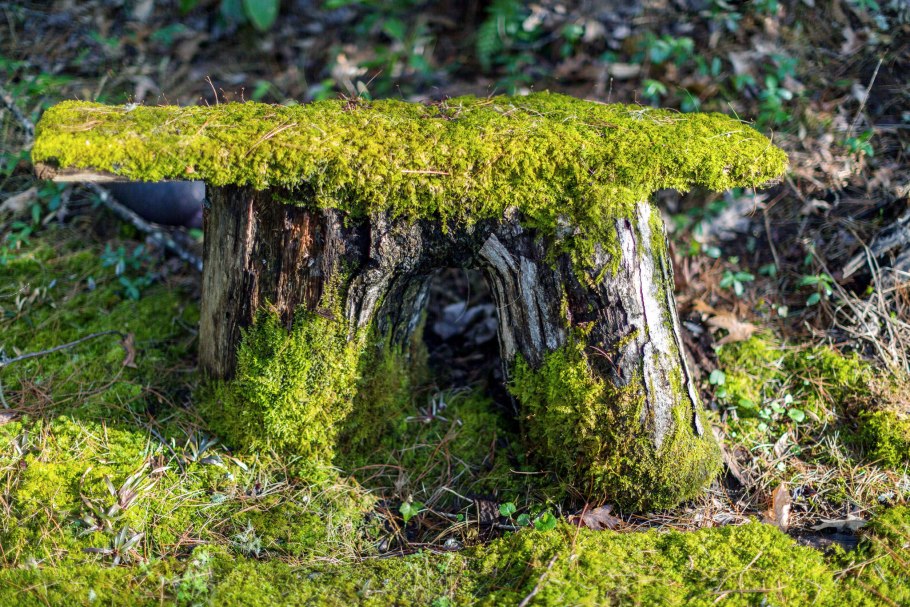 Мох сфагнум