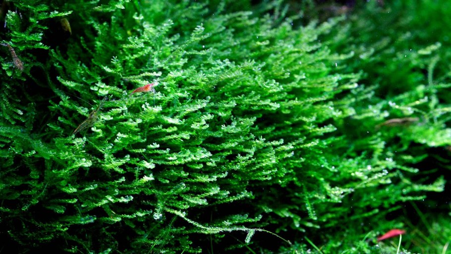 Гавайский мох