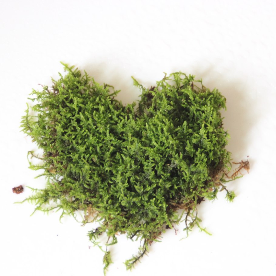 Святовский мох